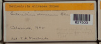 Image Associated With the Occurence